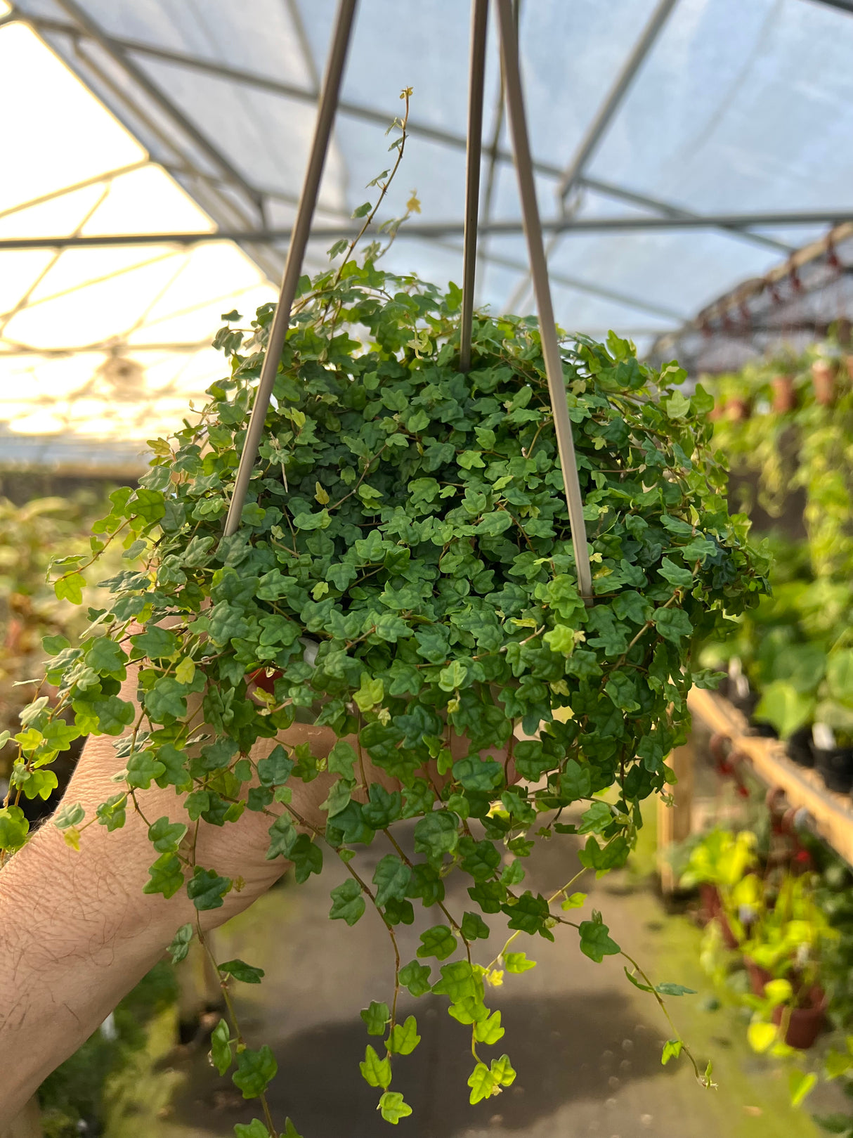 4" Ficus String of Frogs hanging basket