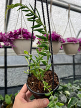 4" Hoya engleriana hanging basket