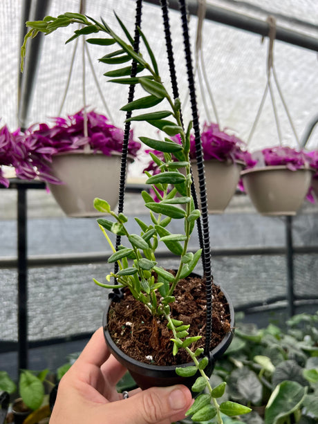 4" Hoya engleriana hanging basket