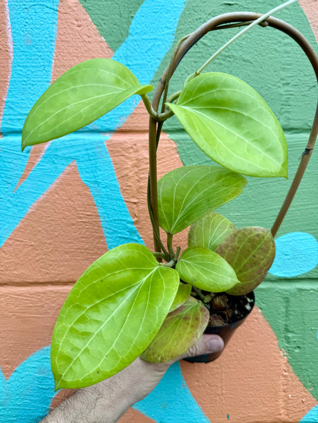 4" Hoya cominsii w/ trellis - Canopy Plant Co.
