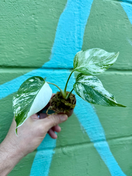 2” Monstera deliciosa albo variegated