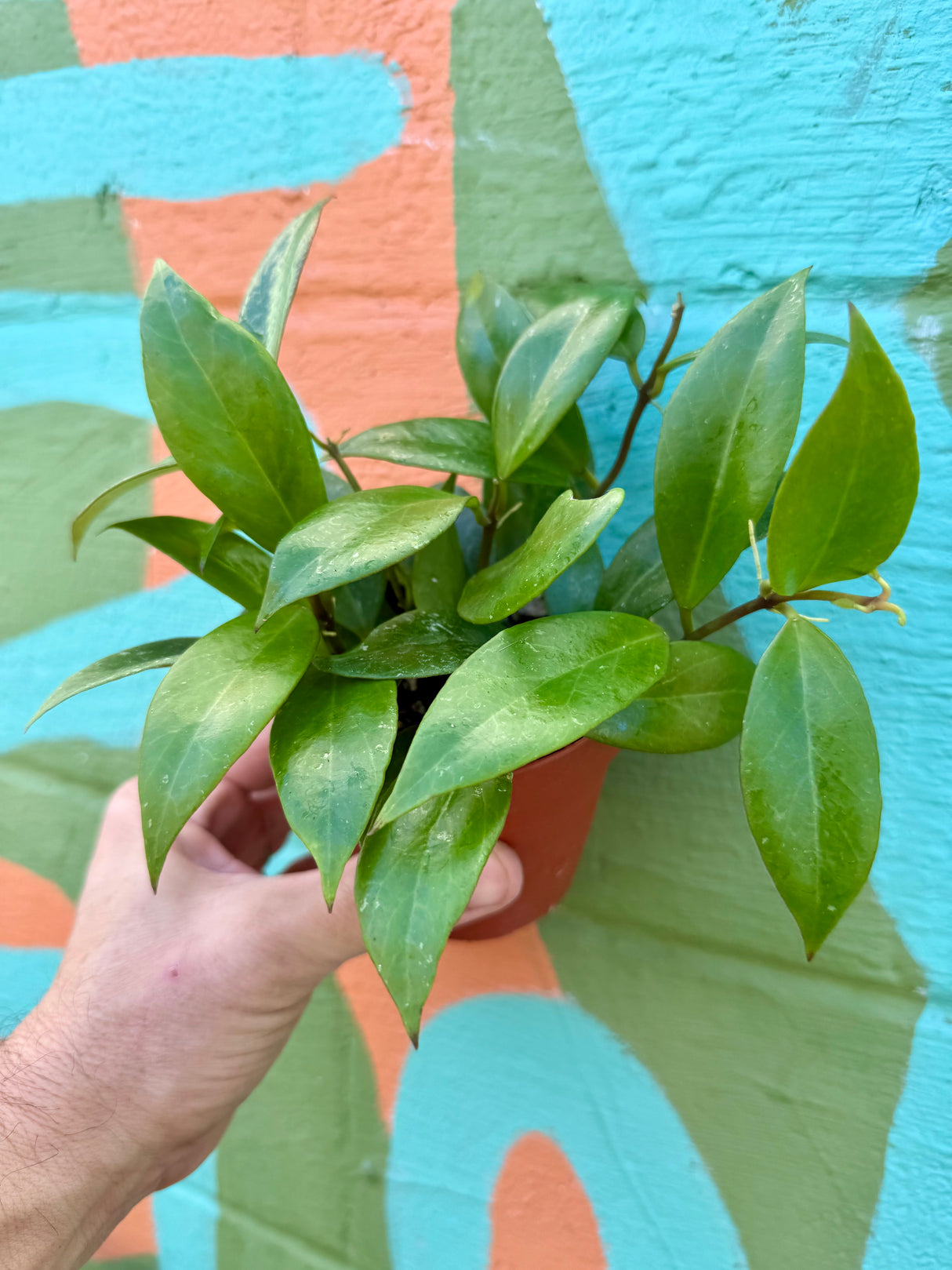 4” Hoya ‘Sunrise’