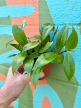 4” Hoya ‘Sunrise’