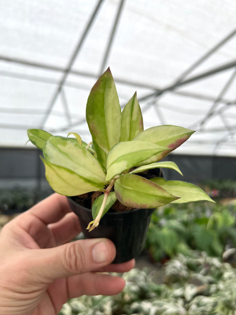 3" Hoya walliniana variegated