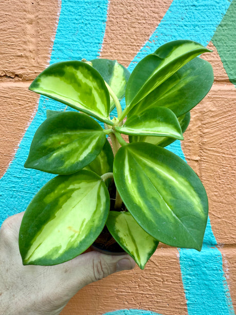 3” Hoya pachyclada inner variegated - Canopy Plant Co.