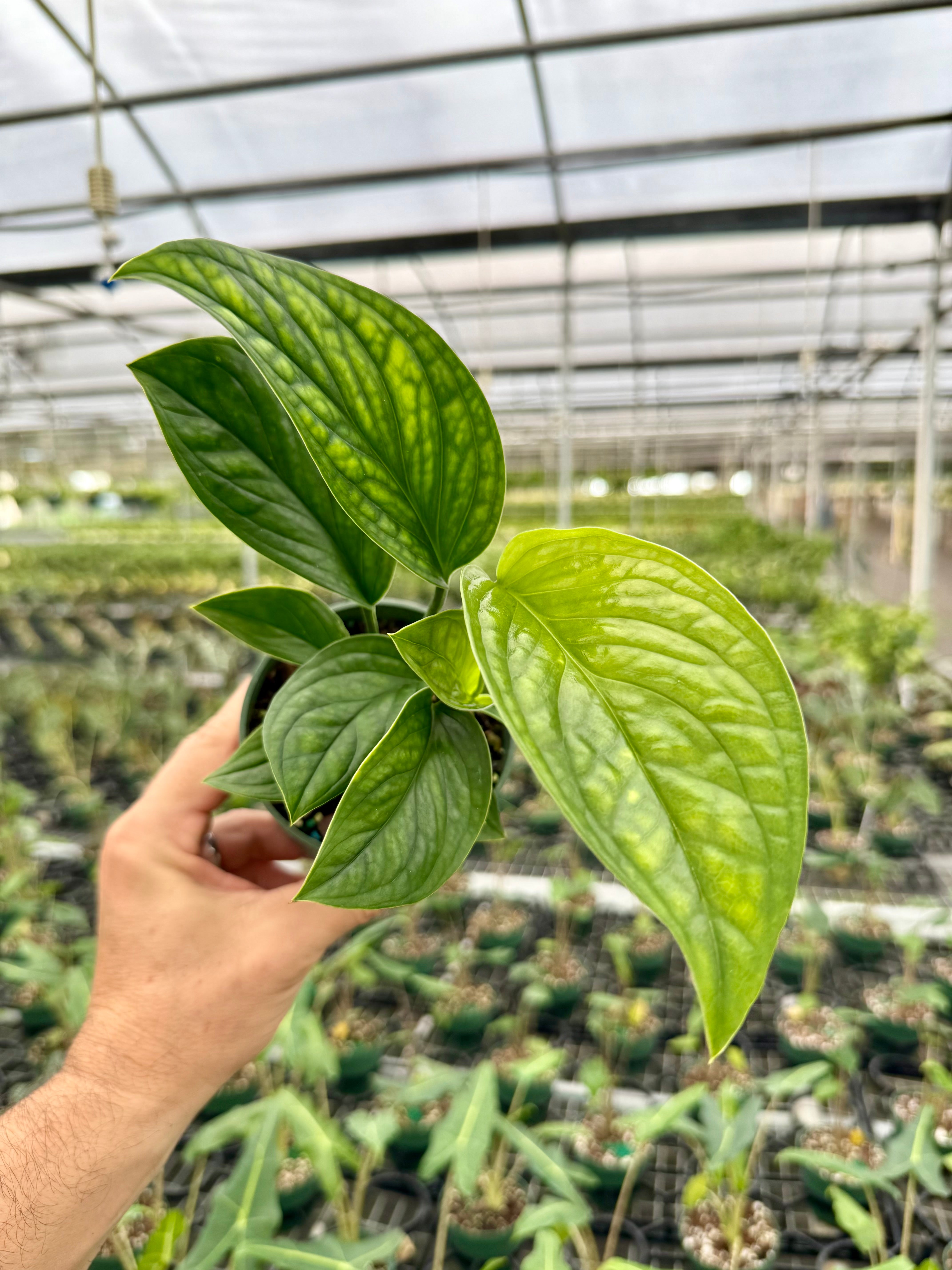 モンタナ 大株　50cm Monstera | Canopy Plant Co.