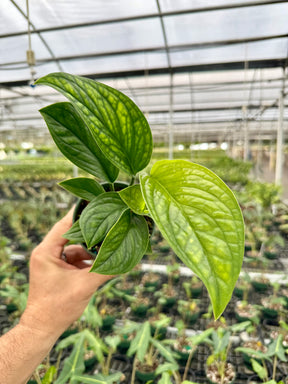 4" Monstera pinnatipartita - Canopy Plant Co.