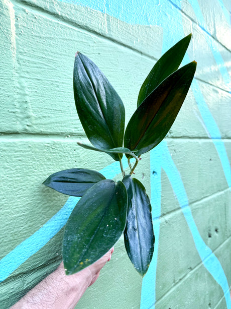 2” Scindapsus treubii 'Dark Form'