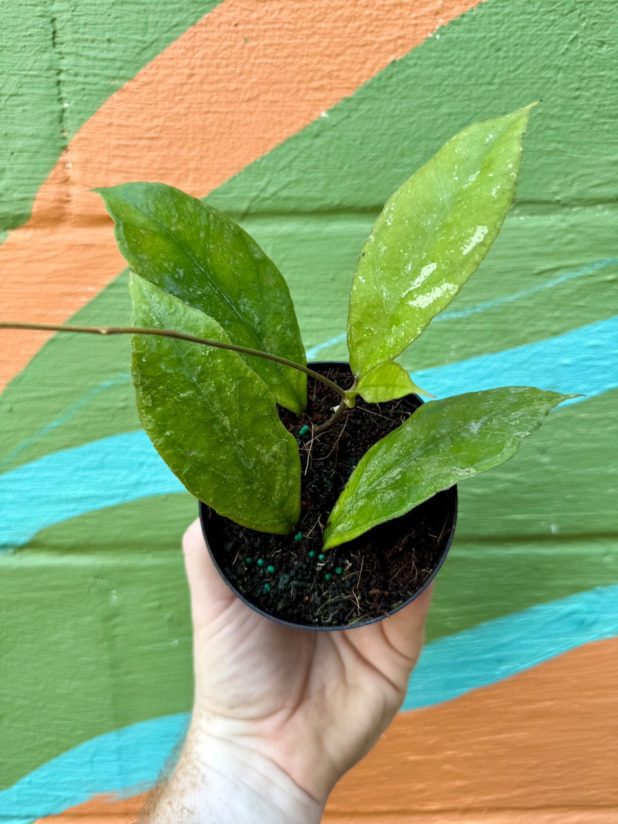 4” Hoya 'Chicken Farm' - Canopy Plant Co.