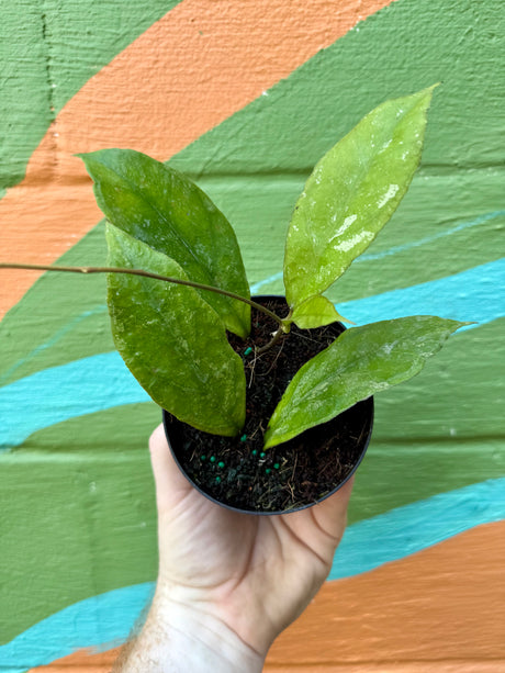 4” Hoya 'Chicken Farm' - Canopy Plant Co.