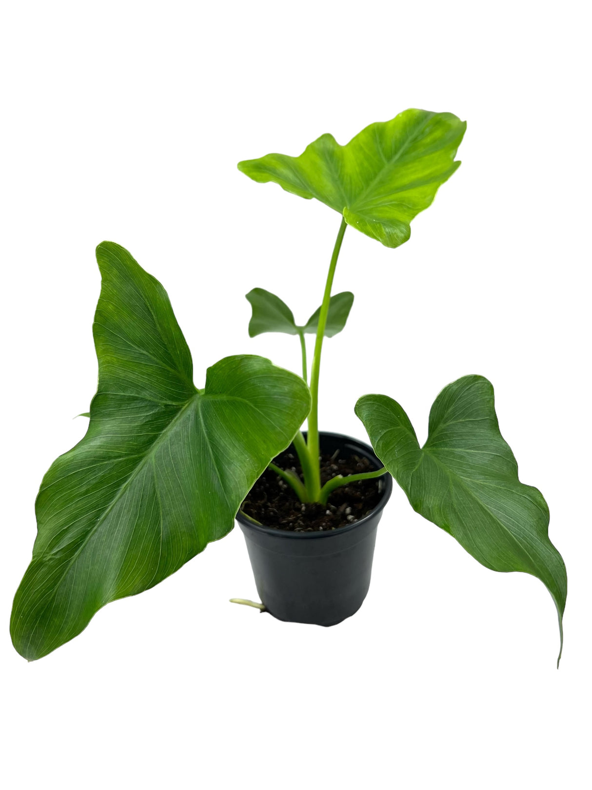 4" Philodendron Revolution