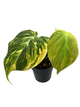 3” Philodendron Micans variegated