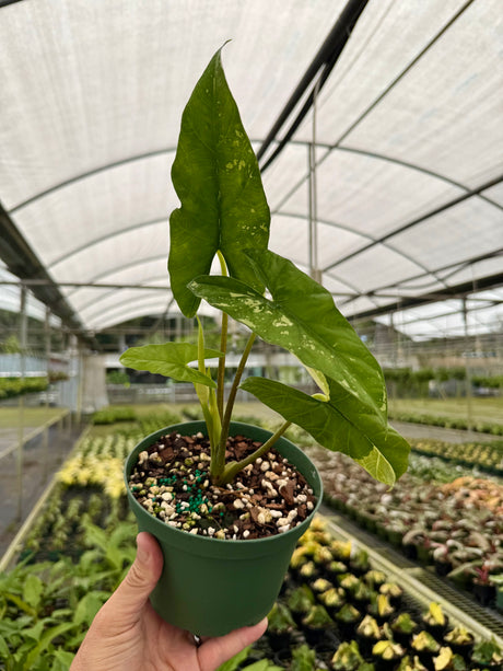 6" Alocasia 'Simpo' variegated