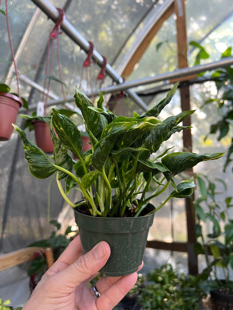 4" Pothos Shangri La