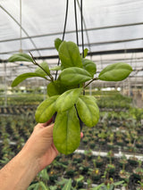 4" Hoya 'Viola' hanging basket - Canopy Plant Co.