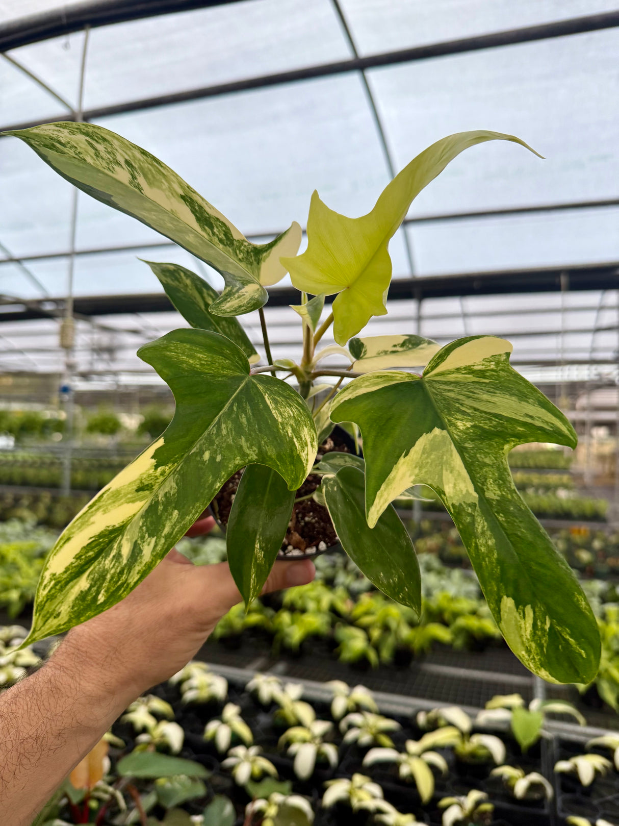 4” Philodendron ‘Florida Beauty’