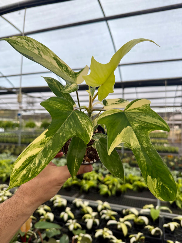 4” Philodendron ‘Florida Beauty’ - Canopy Plant Co.