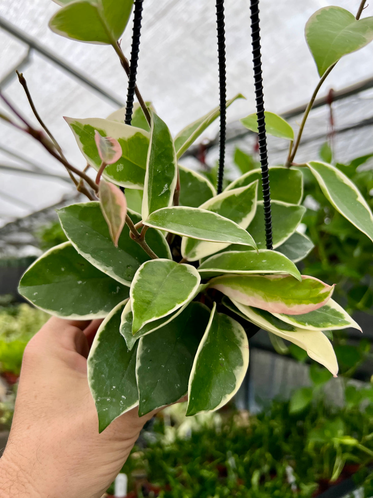 4" Hoya ‘Krimson Queen’ hanging basket - Canopy Plant Co.