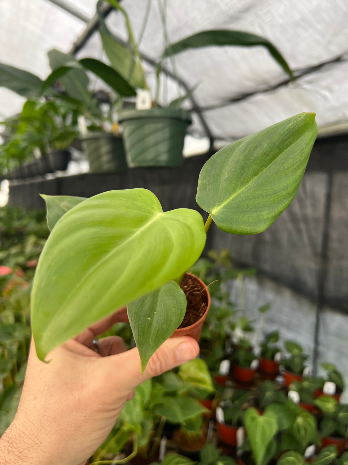 2" Philodendron Dean McDowell