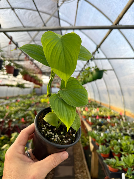 philodendron fibraecataphyllum 4" Philodendron fibraecataphyllum – Canopy Plant Co