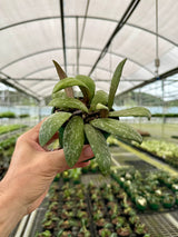4" Hoya sigillatis sp. Borneo (round form)