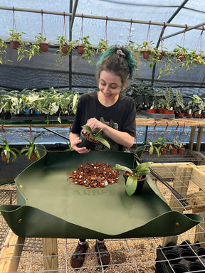 Canopy Plant Co. Arber repotting mat in natural fabric with green edges, designed for plant repotting and gardening tasks.
