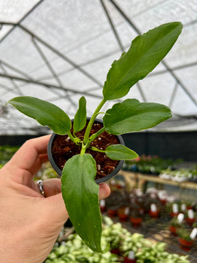 4” Philodendron ‘Orchid Jungle’ - Canopy Plant Co.