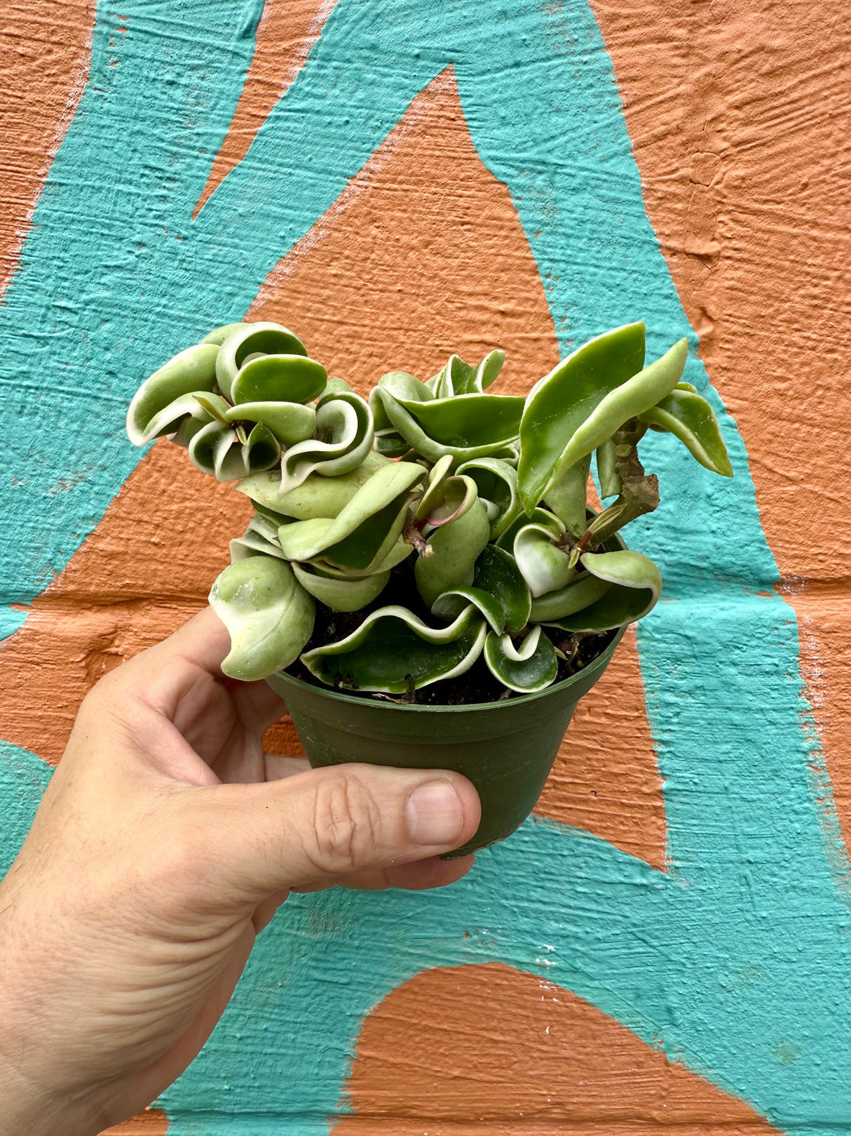 4" Hoya compacta variegated 'Rope' - Canopy Plant Co.