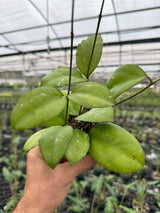 4” Hoya 'Noelle' (vitellinoides x vitellina) - Canopy Plant Co.