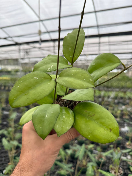 4” Hoya 'Noelle' (vitellinoides x vitellina) - Canopy Plant Co.