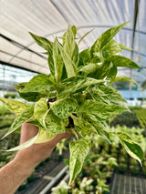 4" Pothos 'Marble Prince'