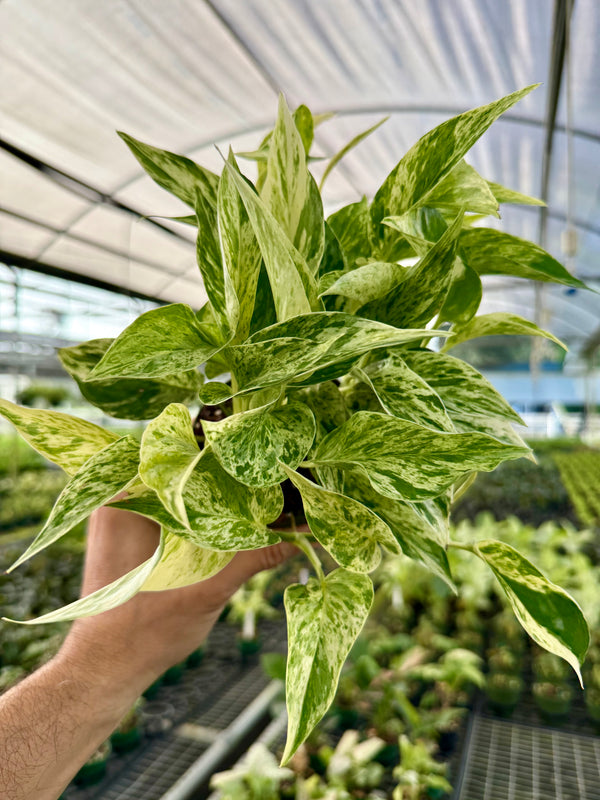 4" Pothos 'Marble Prince'