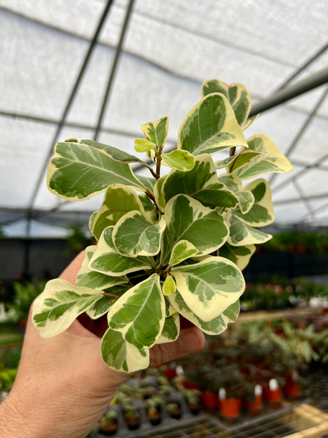 4" Ficus triangularis variegated