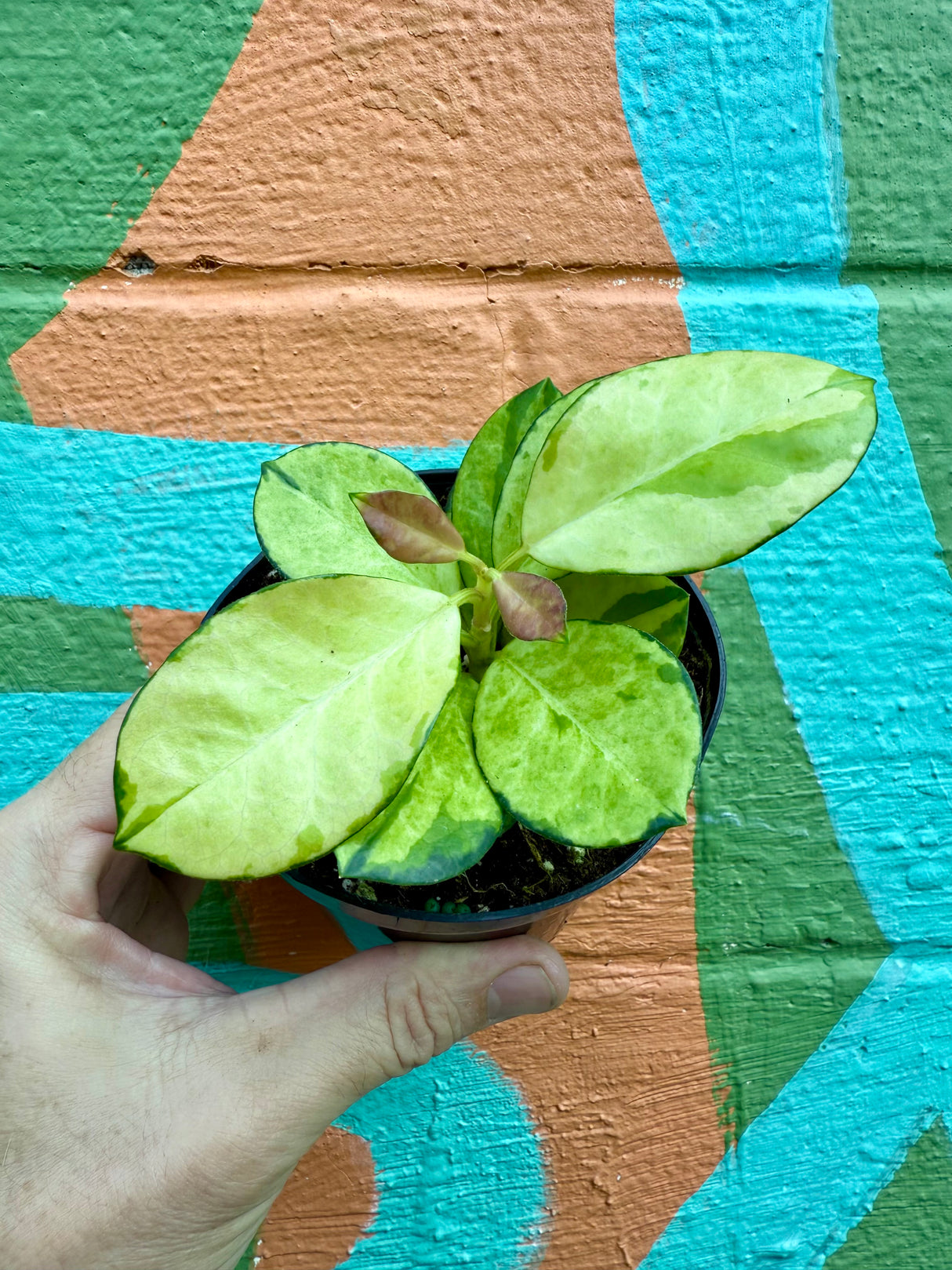 4" Hoya ‘Lisa’