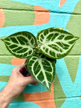 4” Anthurium ‘Dorayaki’