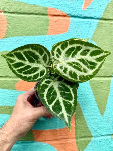 4” Anthurium ‘Dorayaki’