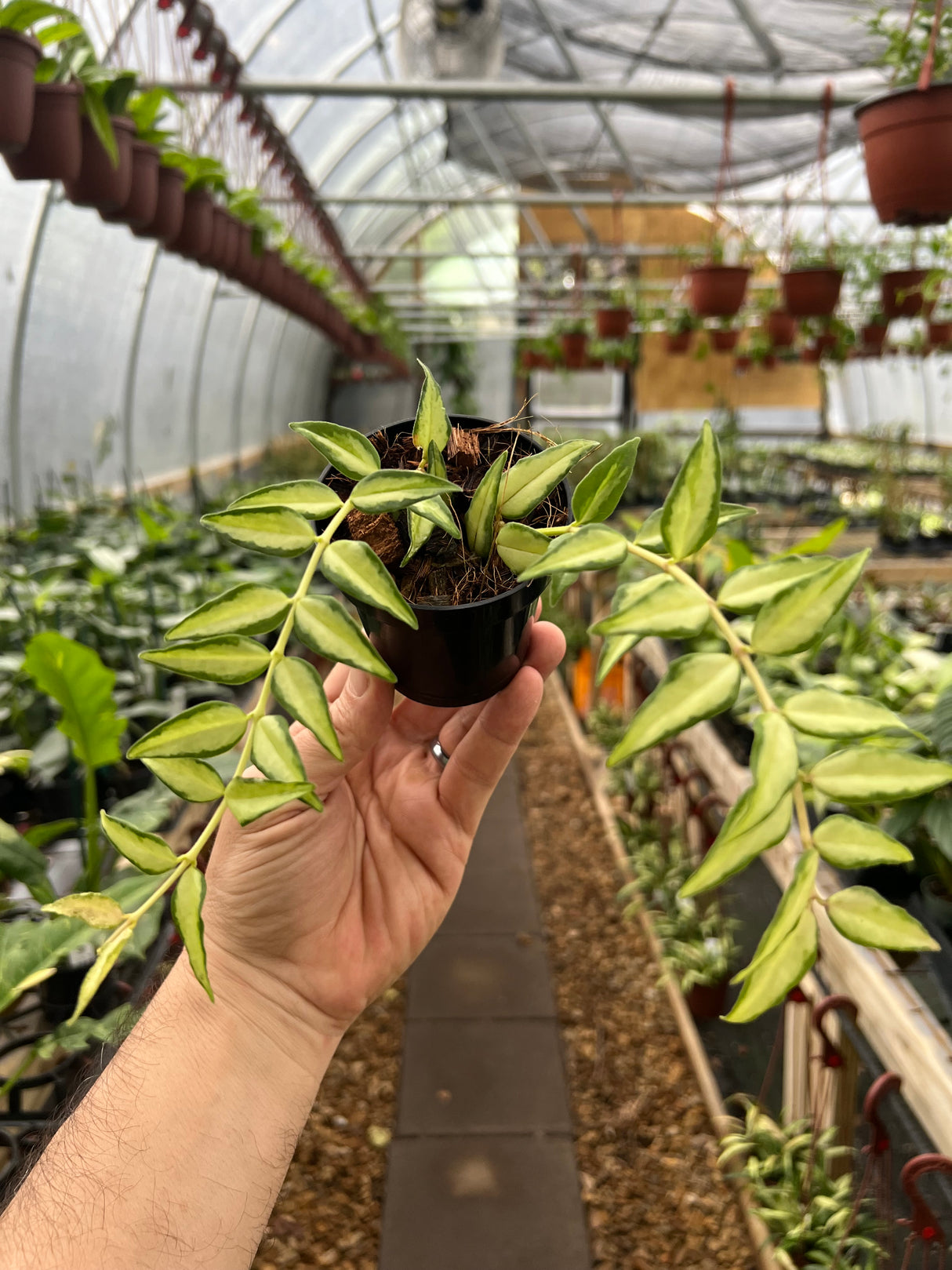 3" Hoya Bella ‘Luis Bois' (inner variegated)