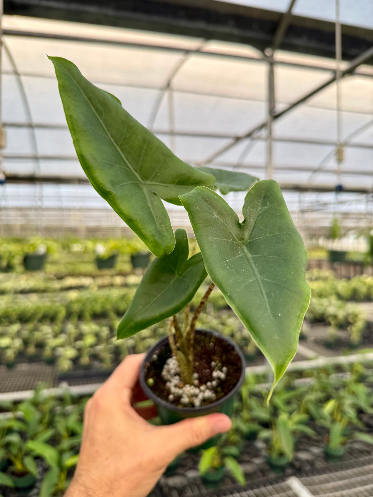 4" Alocasia 'Sarian'