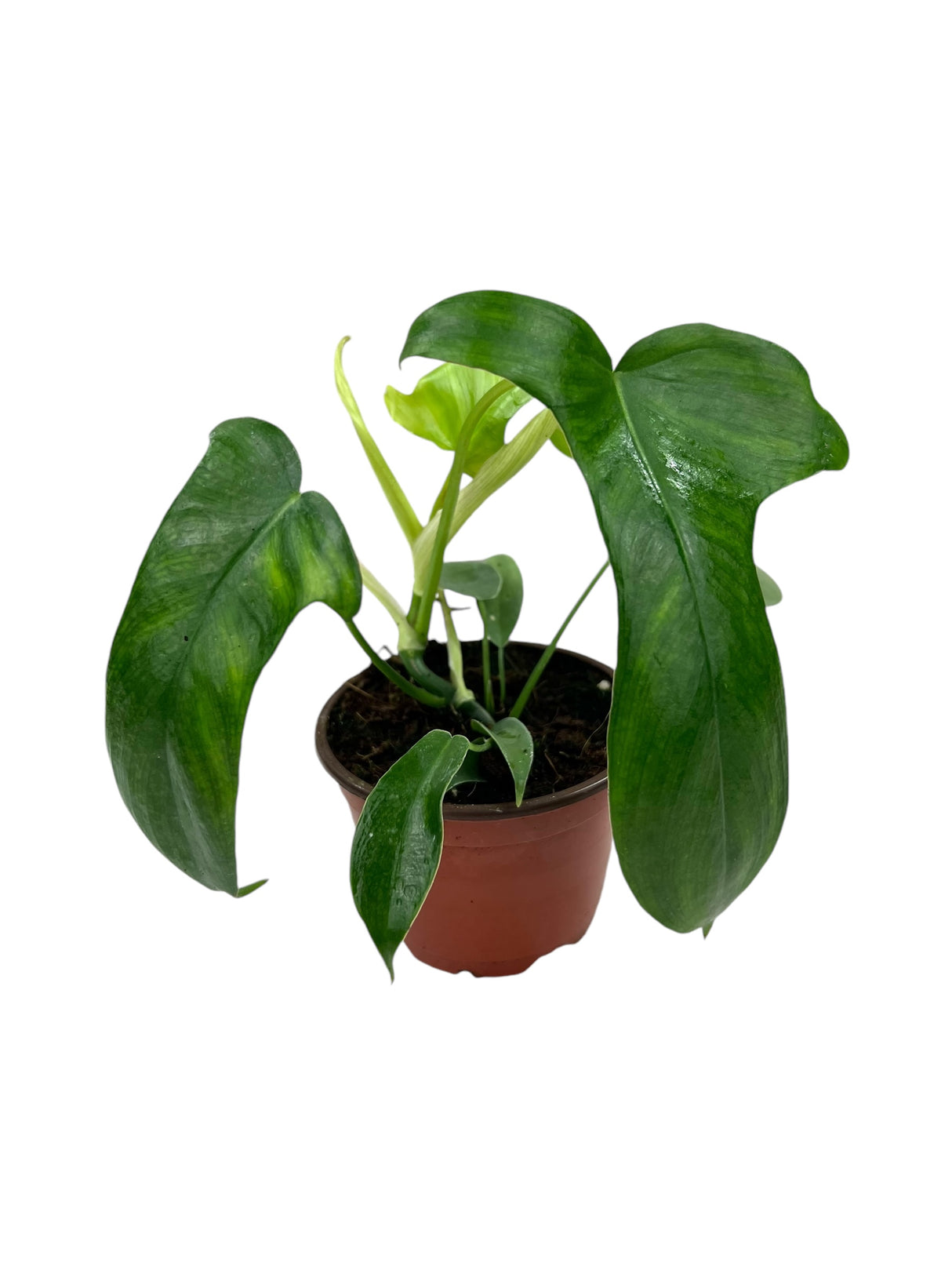 4” Philodendron pedatum 'Glad Hands'