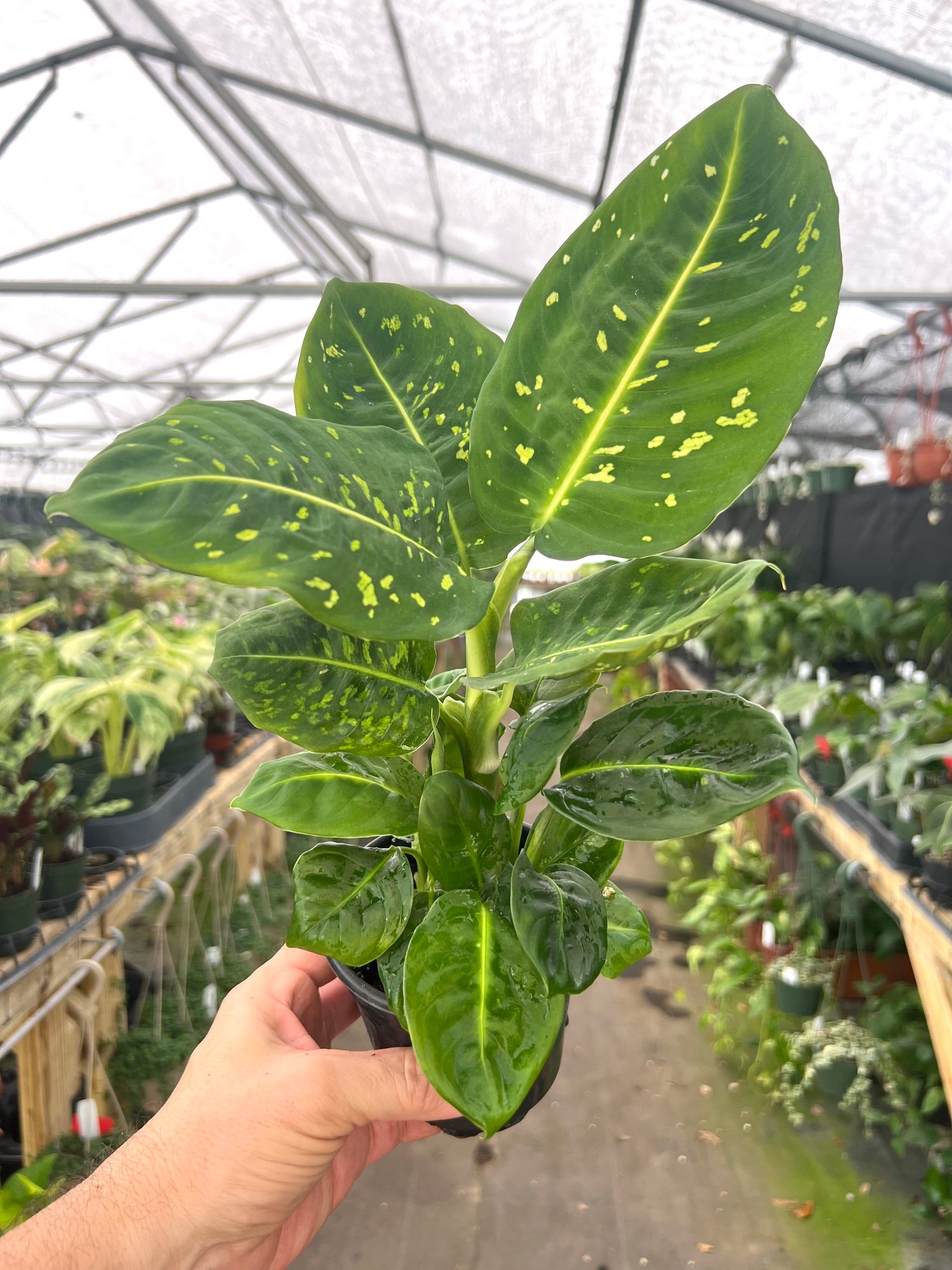 dieffenbachia small 4" Dieffenbachia 'Reflector' – Canopy Plant Co