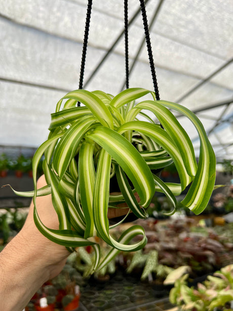 4" Spider Plant 'Bonnie' hanging basket