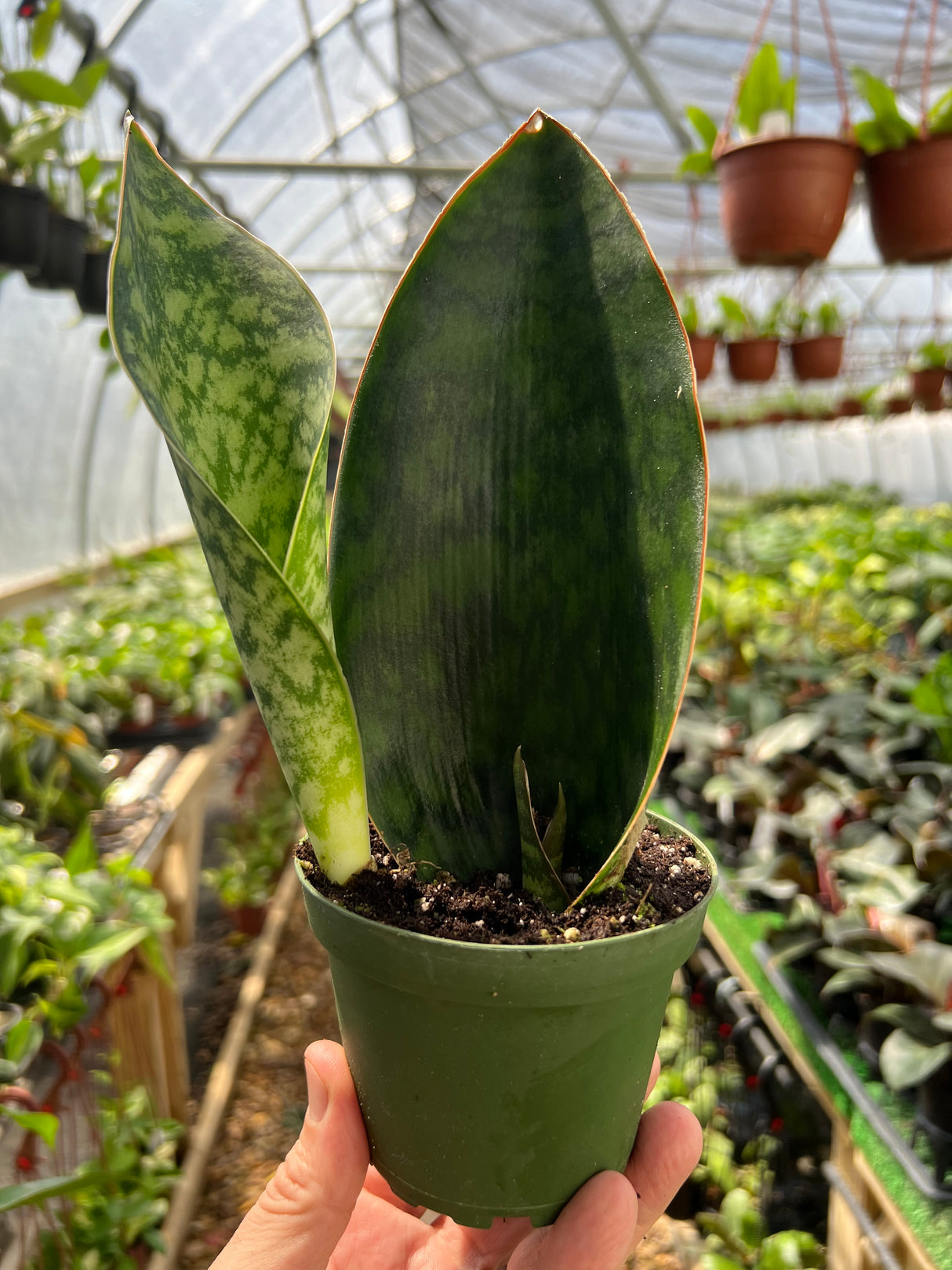 4" Sansevieria Whale Fin