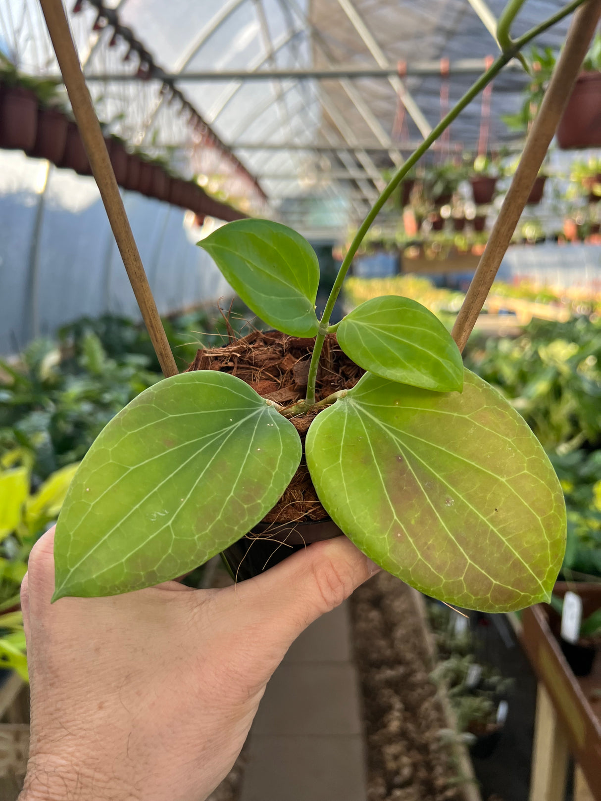 4" Hoya cominsii w/ trellis