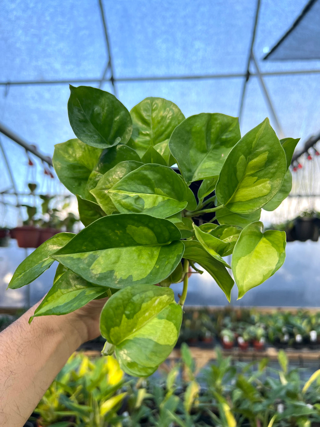 4” Pothos Global Green