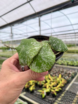 4" Hoya imbricata