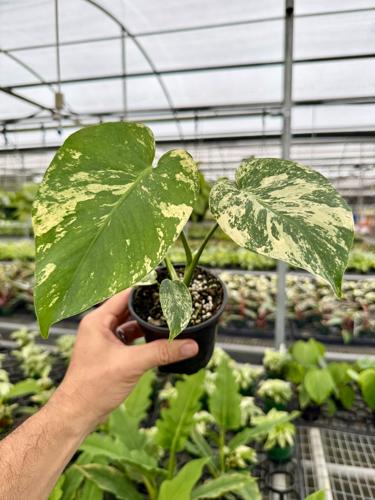 4” Monstera ‘White Monster’