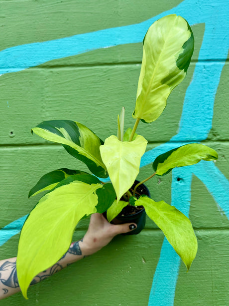 4" Philodendron ‘Thai Sunrise’ - Canopy Plant Co.