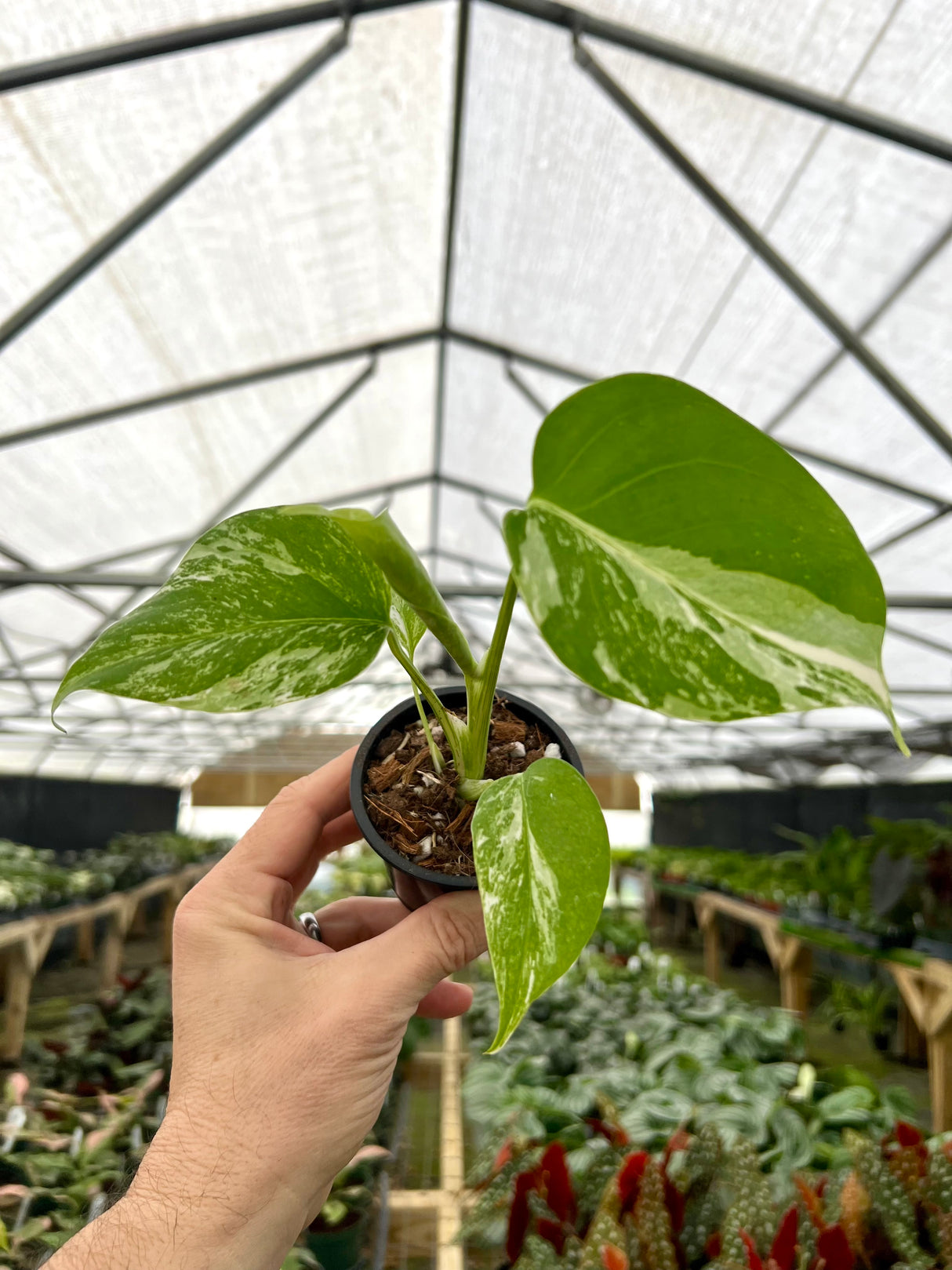 3” Monstera deliciosa albo variegated