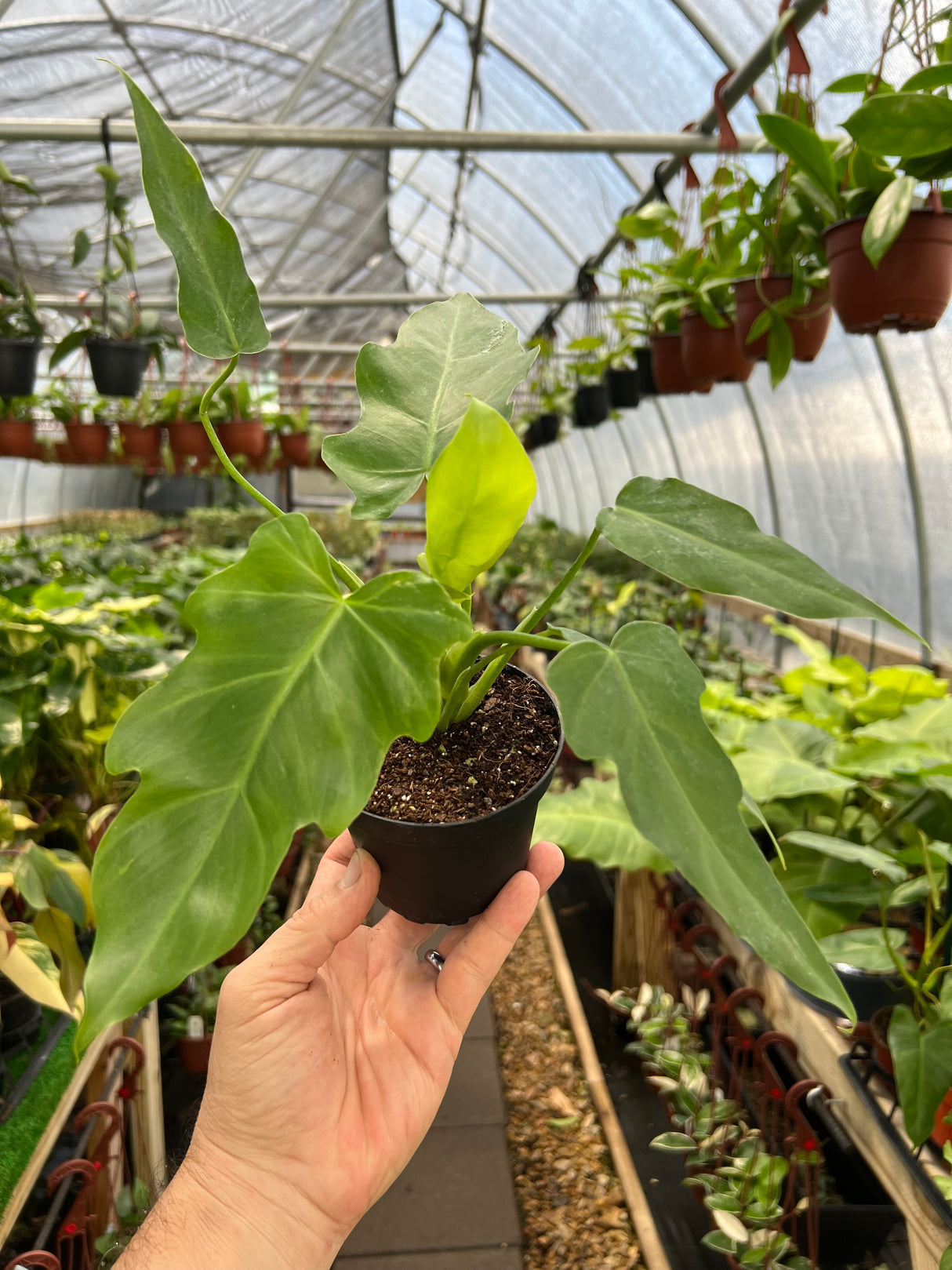 4” Philodendron mayoi