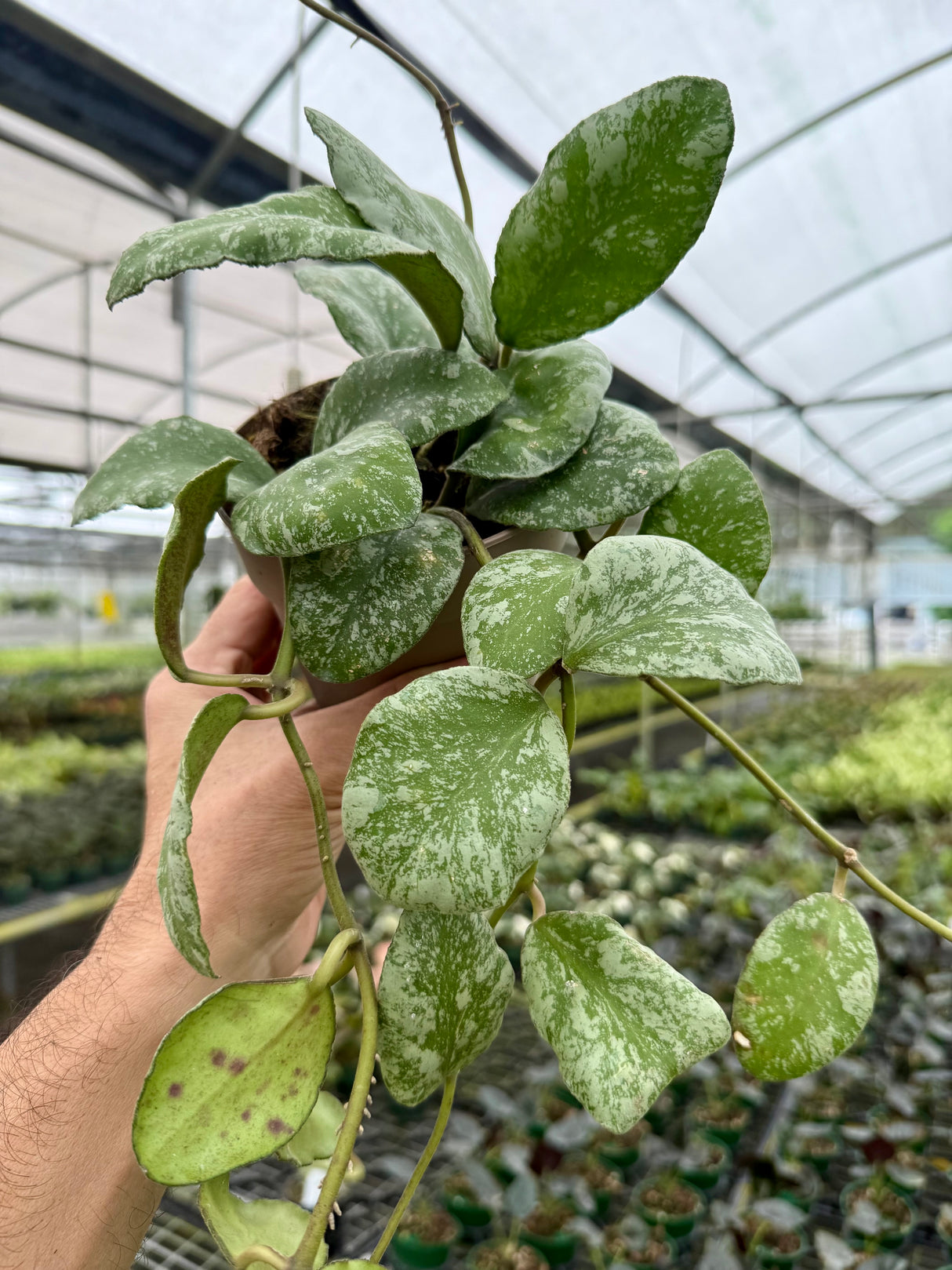 5” Hoya waymaniae 'Cloudy Sky' ('Kapuas')